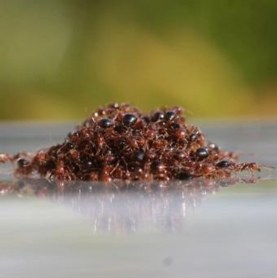 Fire Ant Colony Behavior
