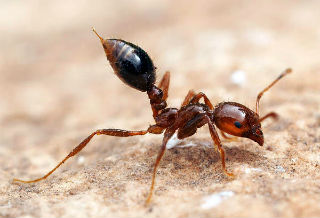 clewiston-fire-ant-control
