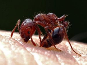 briarcliff-fire-ant-treatment