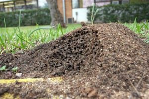 Fire Ant Killer - Fort Myers Schools