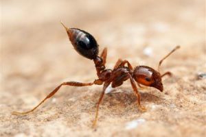 Controlling Fire Ants