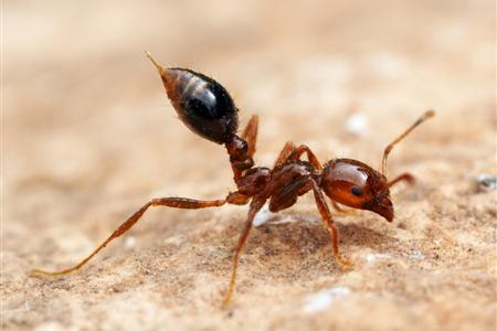 Can Fire Ants Kill Animals? - Fire Ant Control - Florida