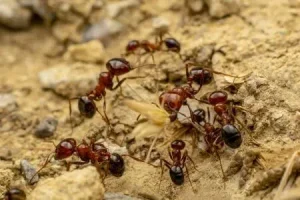 What Are Effective Methods to Get Rid of Fire Ants in the Yard What Are Effective Methods to Get Rid of Fire Ants in the Yard