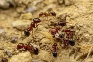 Where Fire Ants Most Common