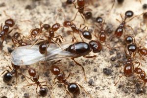 Do Fire Ants Bite Horses?