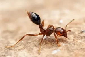 How to Get Rid of Fire Ants Quickly